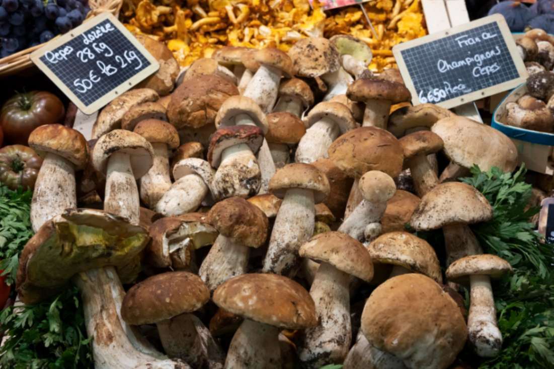 Cold Storage for Mushroom Cultivation