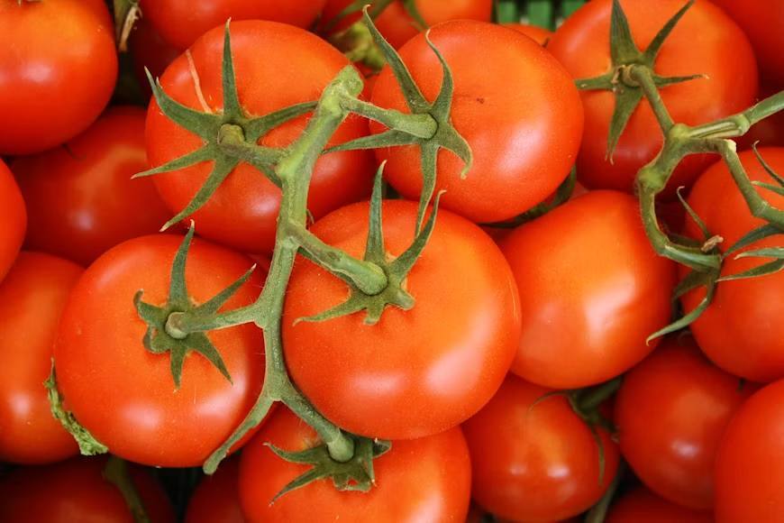 Cold Storage for Tomatoes: Ideal Temperature and Shelf Life